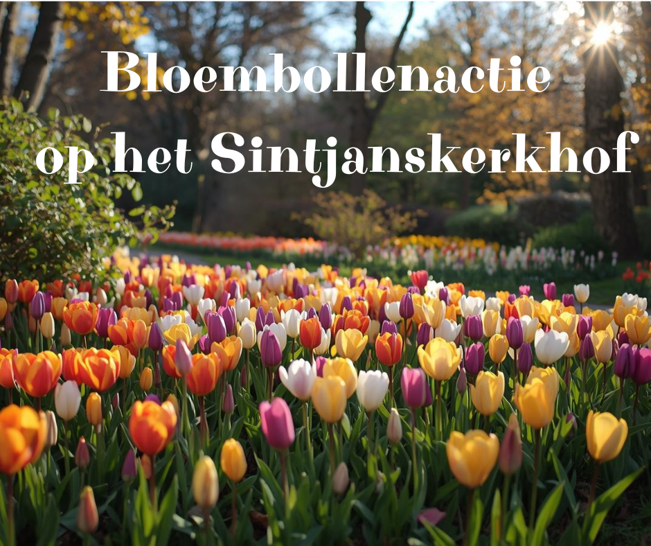 Bloembollenactie op het Sintjanskerkhof in Laren